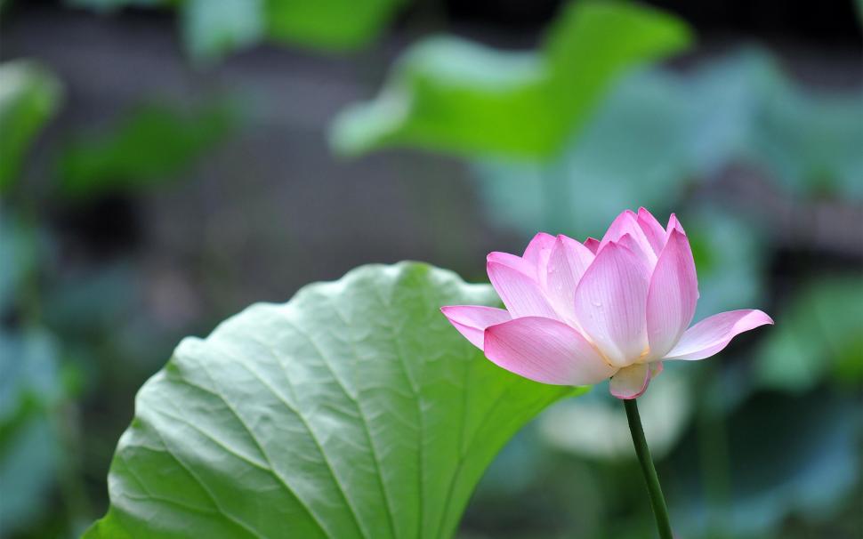 A Pink In The Green wallpaper,lovely HD wallpaper,nature HD wallpaper,leaves HD wallpaper,pond HD wallpaper,pink flower HD wallpaper,green HD wallpaper,beautiful HD wallpaper,pink HD wallpaper,flowers HD wallpaper,colors HD wallpaper,drop HD wallpaper,splendor HD wallpaper,2560x1600 wallpaper