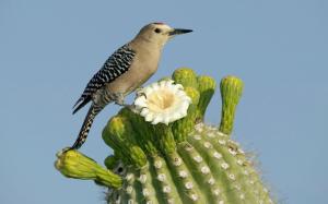 Pretty Bird On A Cactus wallpaper thumb