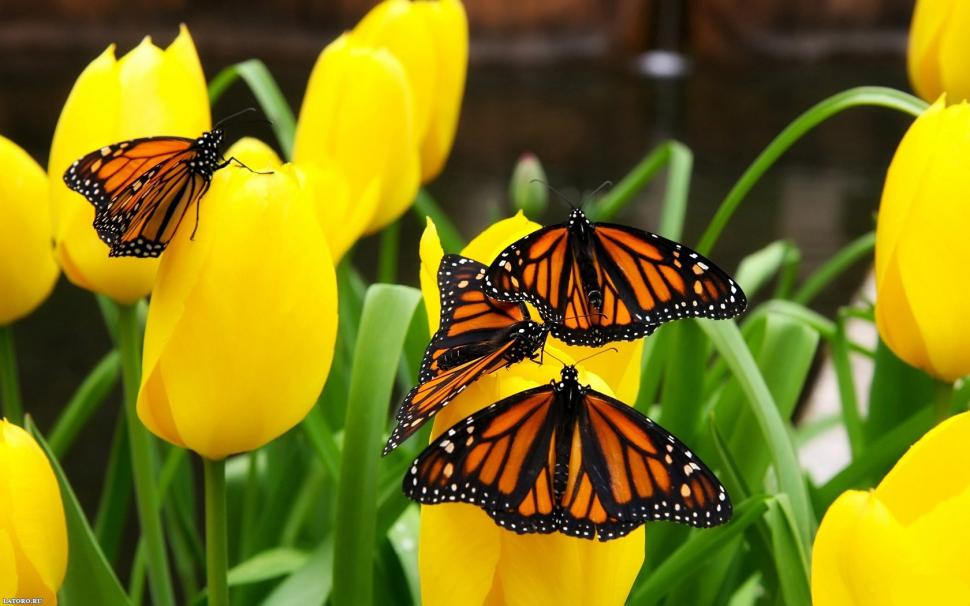 Yellow tulips and butterflies wallpaper,Yellow wallpaper,Tulip wallpaper,Butterfly wallpaper,1680x1050 wallpaper