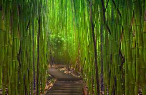 Bamboo, Japanese Garden, Garden, Forest, Path wallpaper thumb