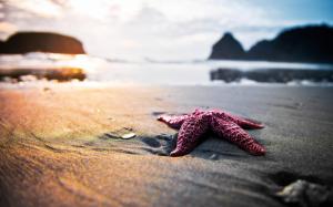 Starfish On The Beach wallpaper thumb