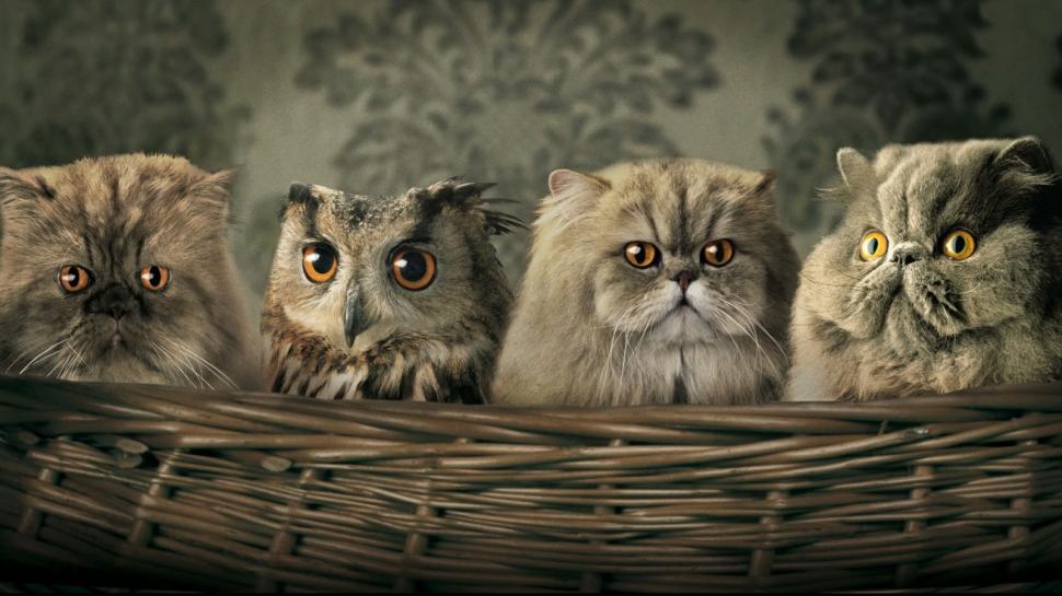 Manipulated pets Animals basket cat owl HD wallpaper,animals wallpaper,cat wallpaper,owl wallpaper,basket wallpaper,1600x900 wallpaper