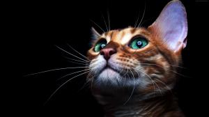 Cute kitten face, green eyes, black background wallpaper thumb