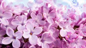 Lilacs Of Pink wallpaper thumb