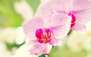 Orchid close-up wallpaper thumb