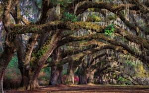 South Carolina, Charleston, USA, trees, spring wallpaper thumb