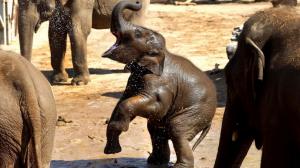 Baby elephant wallpaper thumb