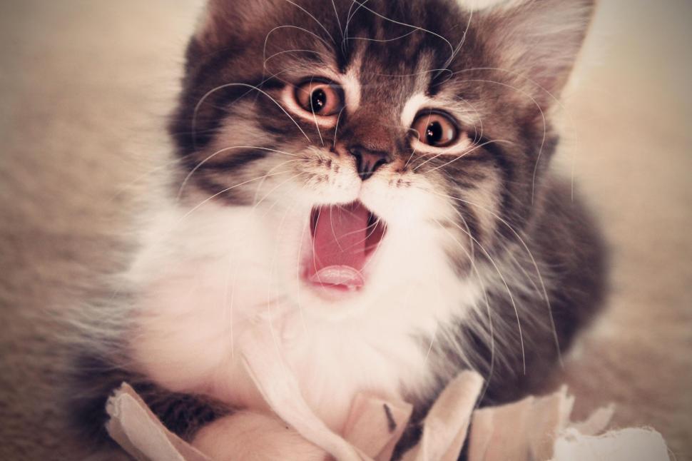 Kitten, yawn, fluffy, baby wallpaper,kitten HD wallpaper,yawn HD wallpaper,fluffy HD wallpaper,baby HD wallpaper,5184x3456 wallpaper