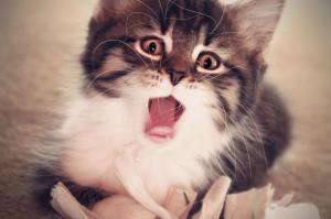 kitten, yawn, fluffy, baby wallpaper thumb