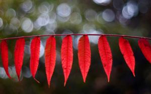Red elongated leaves, bokeh wallpaper thumb