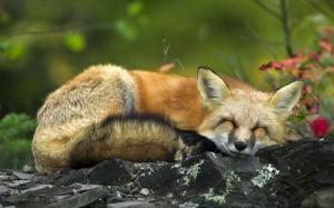 Sleeping Red Fox wallpaper thumb