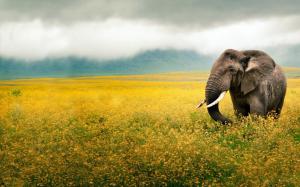 Elephant In A Yellow Field wallpaper thumb