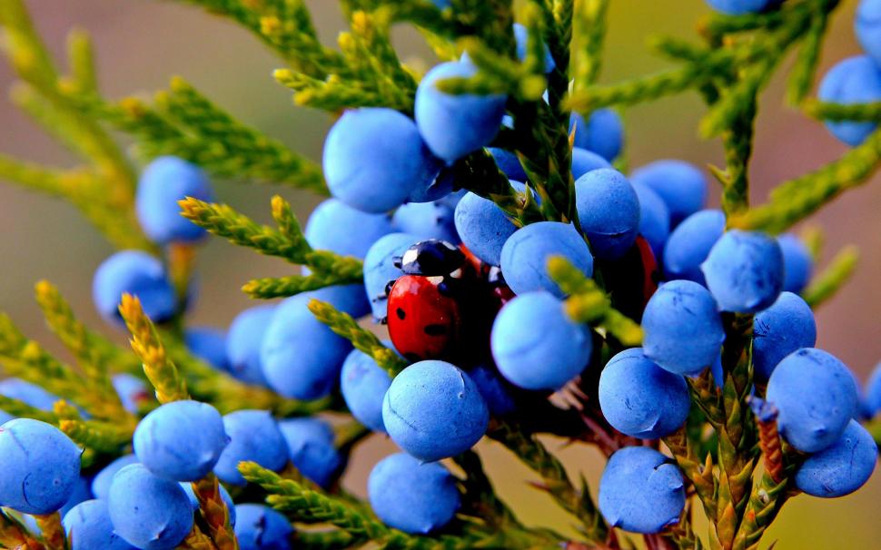 Juniper, blue berries, insect, ladybug wallpaper,Juniper HD wallpaper,Blue HD wallpaper,Berries HD wallpaper,Insect HD wallpaper,Ladybug HD wallpaper,2560x1600 wallpaper