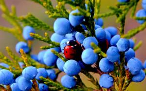 Juniper, blue berries, insect, ladybug wallpaper thumb