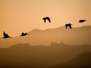Birds Flying At Sunset wallpaper thumb