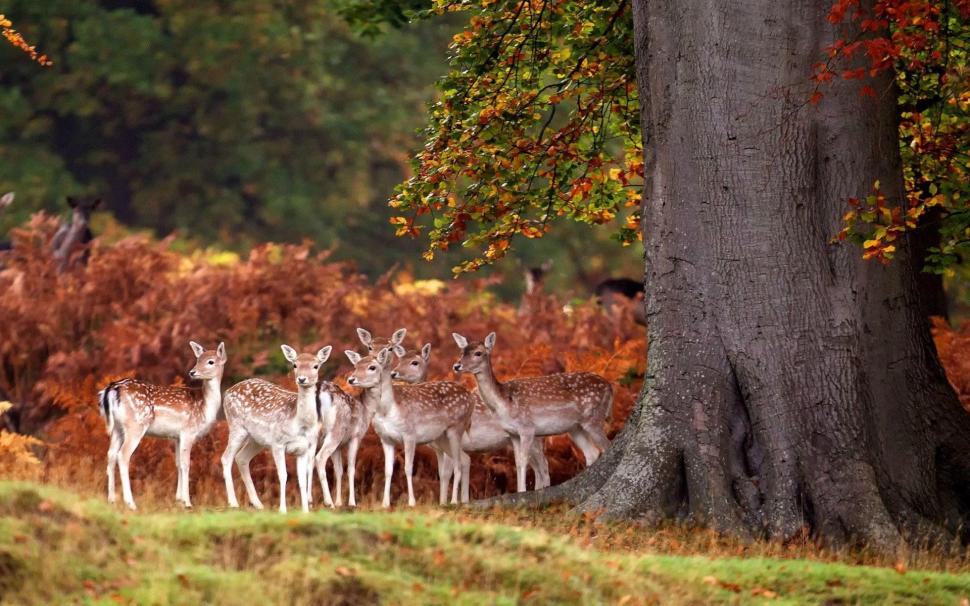 Deers in the forest wallpaper,animals HD wallpaper,1920x1200 HD wallpaper,deer HD wallpaper,1920x1200 wallpaper