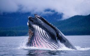 Arctic whale jump out of the water wallpaper thumb