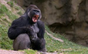 gorilla, black, monkey wallpaper thumb