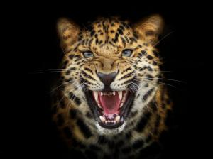 Leopard snarl close-up wallpaper thumb