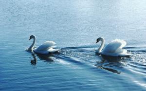 Swan, Couple, Water wallpaper thumb