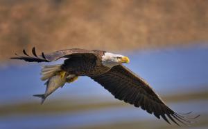 Bald eagle, bird, predator fish, flying, wings wallpaper thumb