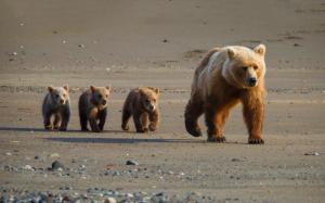 Cute bear cubs wallpaper thumb