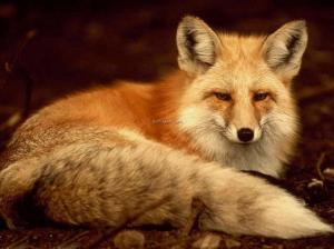 fox animal Fox HD wallpaper thumb