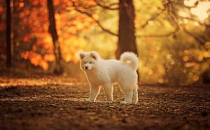 Cute white dog, autumn, trees wallpaper thumb
