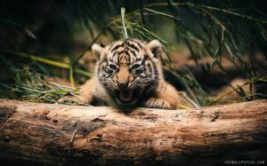 Baby Tiger Cub wallpaper thumb