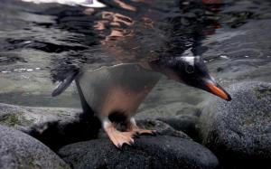 Penguin beak water wallpaper thumb