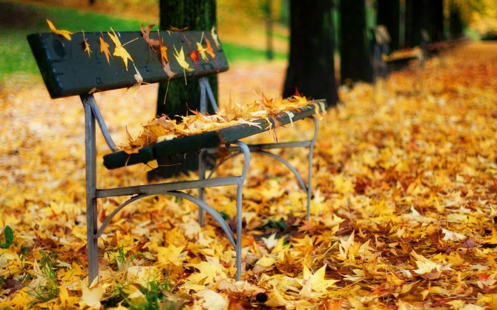 Autumn leaves bench in the park wallpaper,Autumn wallpaper,Leaves wallpaper,Bench wallpaper,Park wallpaper,1680x1050 wallpaper