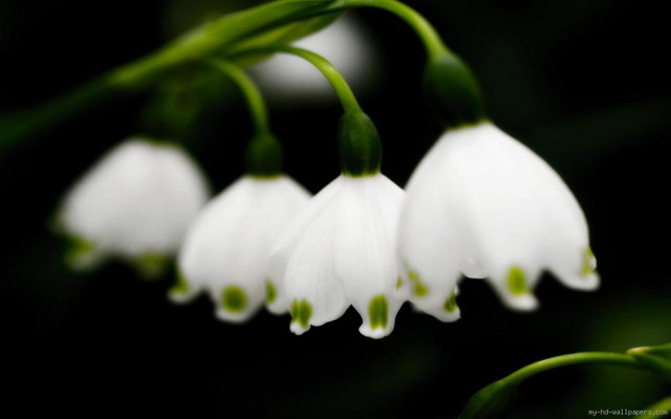 Zoom on Lily of the Valley wallpaper,nature wallpaper,flower wallpaper,may wallpaper,1024x640 wallpaper