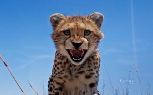 Cheetah Cub wallpaper thumb