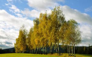 Autumn, trees, spruce grove, birch wallpaper thumb