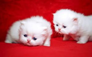 Kittens Cuties wallpaper thumb