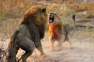 Lion Predator Battle Photo Background wallpaper thumb