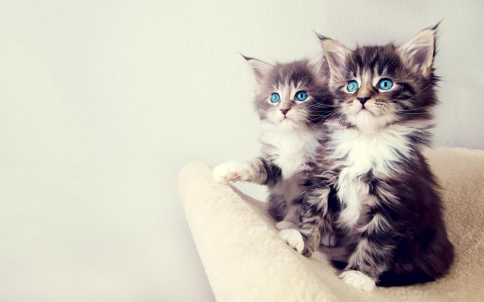 Cute Kittens wallpaper,cute HD wallpaper,kittens HD wallpaper,cute animals HD wallpaper,2560x1600 wallpaper