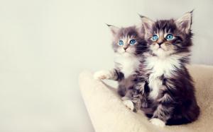 Cute Kittens wallpaper thumb