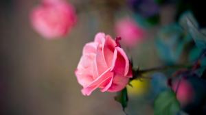 Pink rose flower macro photography, bokeh wallpaper thumb