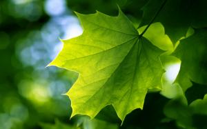 Green Leaf wallpaper thumb