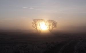 Sunrise morning, fog, trees, dawn wallpaper thumb