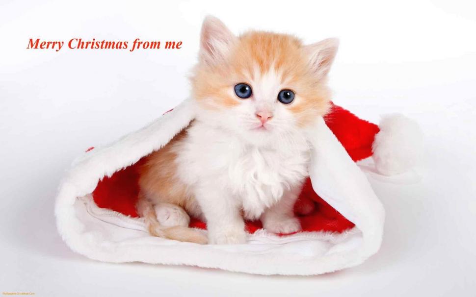 Merry Christmas-cat wallpaper,picture HD wallpaper,merry christmas HD wallpaper,cute HD wallpaper,animals HD wallpaper,1920x1200 wallpaper