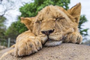 Lion, © Tambako The Jaguar wallpaper thumb