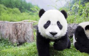 Cute panda wallpaper thumb