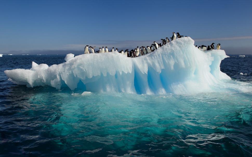 Lots of Penguins on Iceberg wallpaper,Penguin HD wallpaper,1920x1200 wallpaper