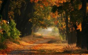 Nature, Landscape, Mist, Fall, Sunrise, Trees, Leaves, Road, Shrubs wallpaper thumb