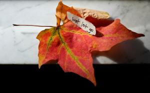 Note Leaf Maple Autumn wallpaper thumb