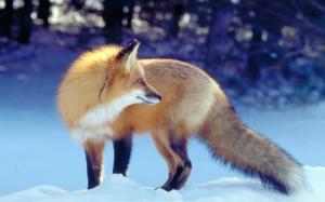 Golden fox in the winter snow wallpaper thumb