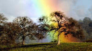 Rainbow Tree wallpaper thumb