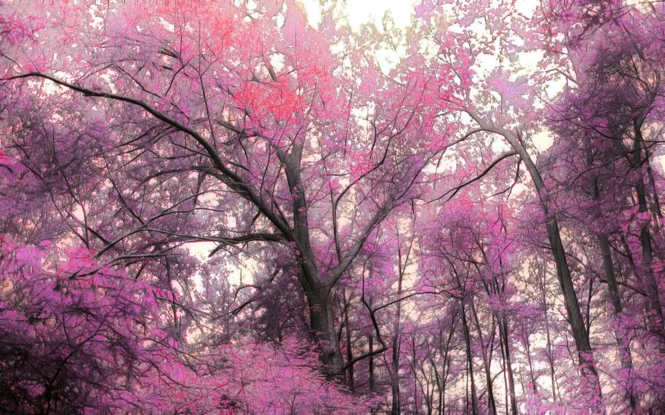 Magnificent Pink Forest wallpaper,forest HD wallpaper,leaves HD wallpaper,mist HD wallpaper,pink HD wallpaper,nature & landscapes HD wallpaper,1920x1200 wallpaper